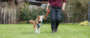 Ein Hund läuft neben seiner Besitzerin an der Leine