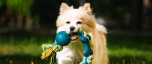 Hund spielt mit Spielzeug