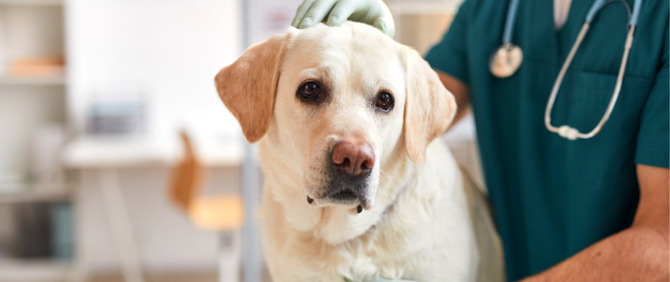 Ein Hund beim Tierarzt