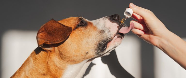 Ein Hund leckt an einer Pipette, die von einer Person gehalten wird