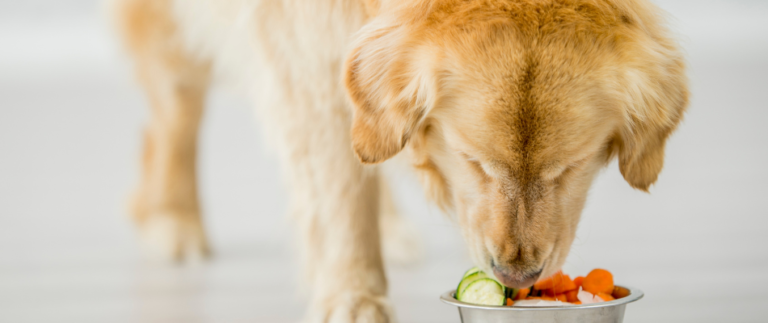 Hund frisst Schonkost aus einem Napf