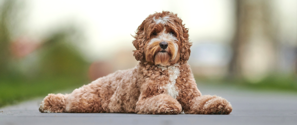 Ein Doodle-Hund liegt auf dem Boden