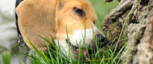 Ein Hund frisst Gras