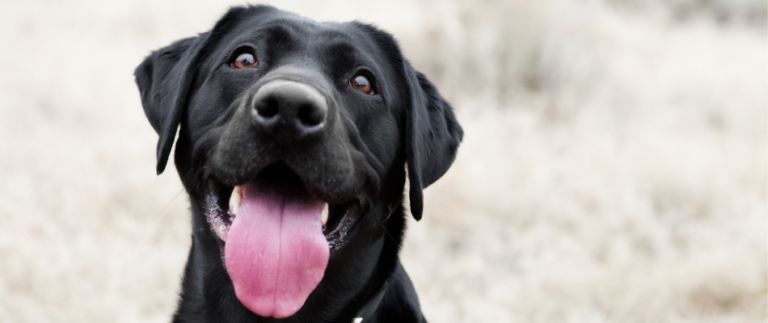 Ein hechelnder Labrador