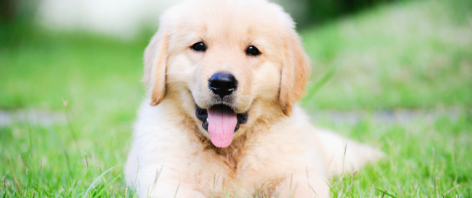 Ein Hund liegt auf einer Wiese