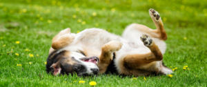 Ein Hund wälzt sich auf der Wiese