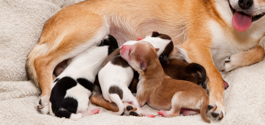 Trächtigkeit beim Hund: Alles, was du wissen musst!  wedog Blog
