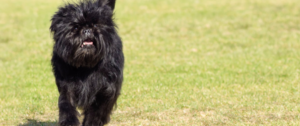 Ein Affenpinscher auf einer Wiese