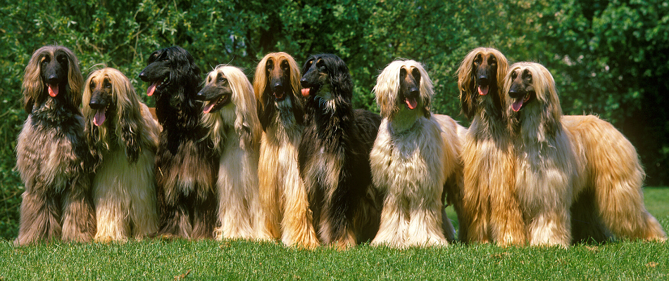 Viele Afghanische Windhunde auf einer Wiese