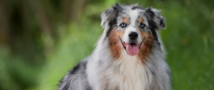 Ein Australian Shepherd