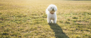 Ein Bichon Frisé steht auf einer Wiese