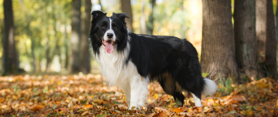 Ein Border Collie im Wald