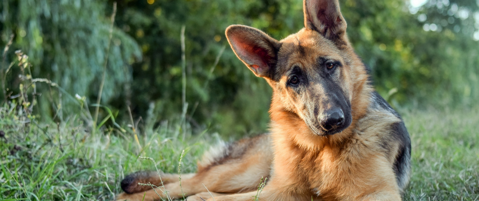 Ein Deutscher Schäferhund liegt im hohen Gras