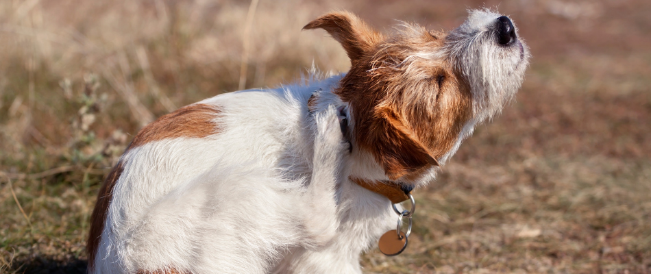 Ein Hund, der sich kratzt.