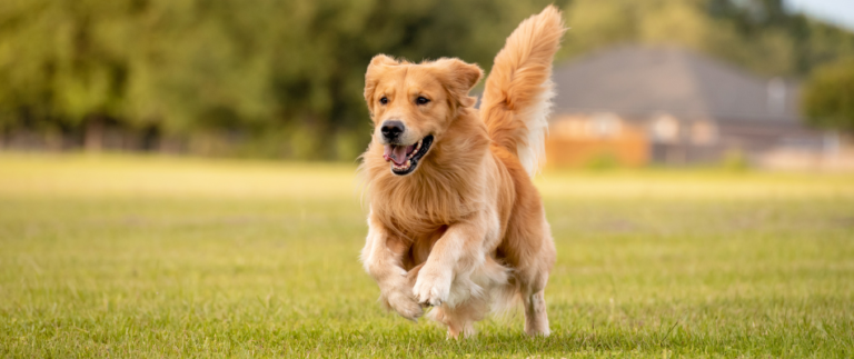 Ein Golden Retriever rennt über die Wiese