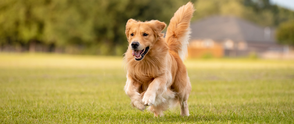 Ein Golden Retriever rennt über die Wiese