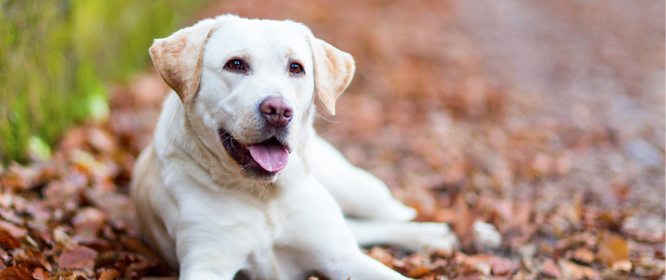 Ein Labrador Retriever liegt am Wegrand