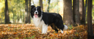 Ein Border Collie im Wald