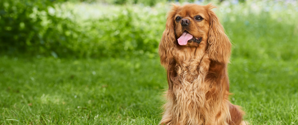 Ein brauner Cavalier King Charles Spaniel sitzt hechelnd auf einer Wiese