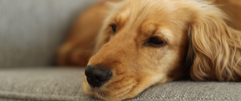 Ein Golden Retriever liegt traurig auf einem Sofa.