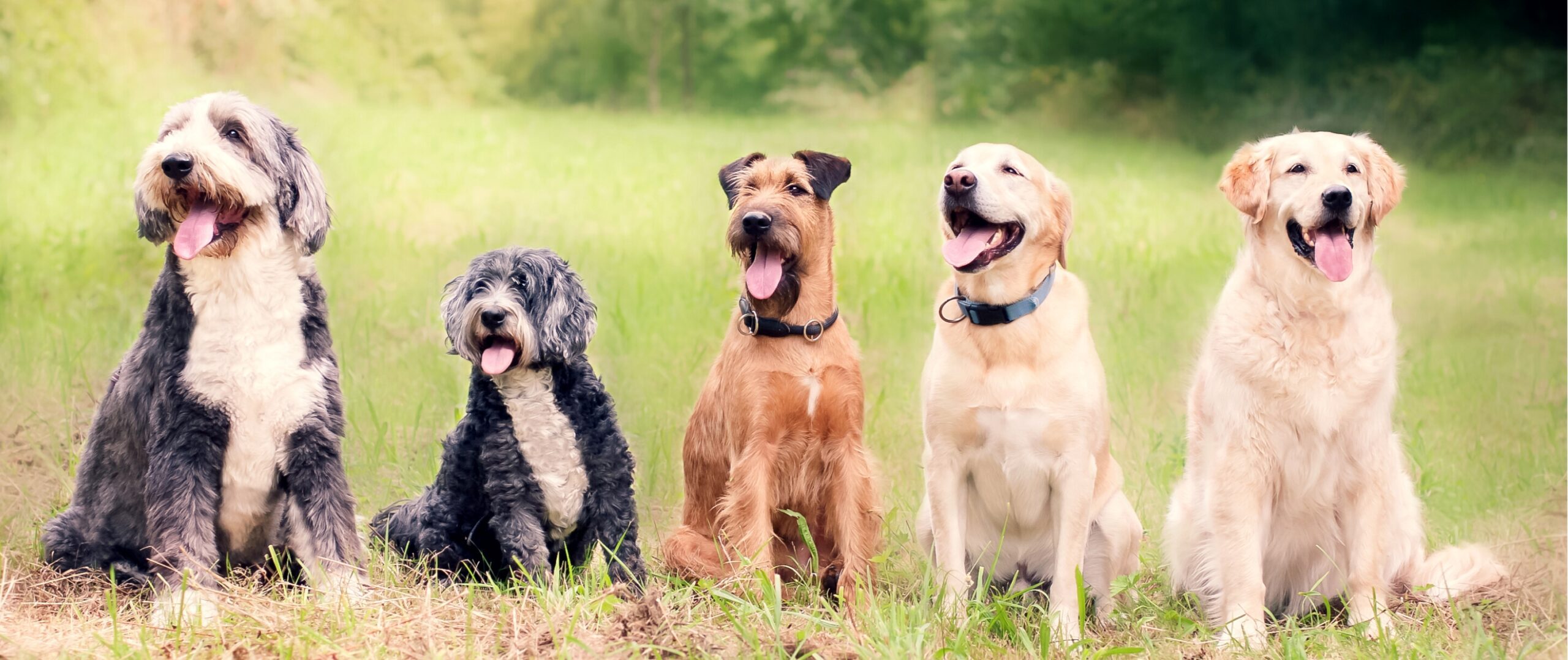 Verschiedene Hunde sitzen nebeneinander auf einer Wiese.