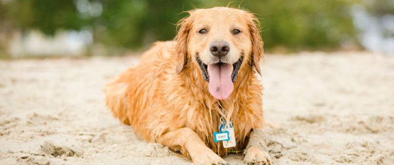 Ein nasser Golden Retriever liegt im Sand.