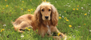 Ein heller Cocker Spaniel liegt in einer Wildblumenwiese.