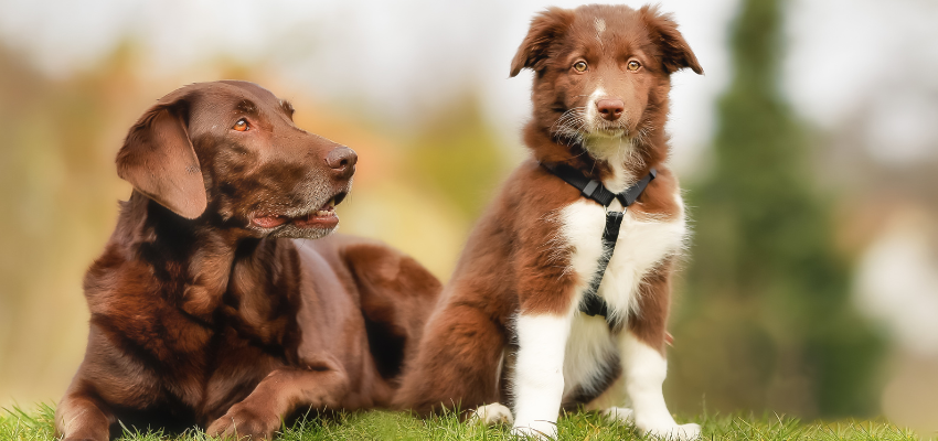 Deinen Welpen eingewöhnen - Tipps für die ersten Tage | wedog Blog