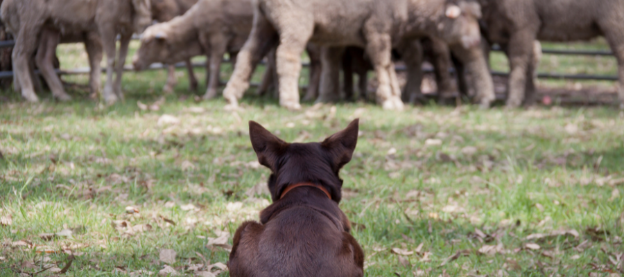 Ein Hütehund wacht über seine Herde.