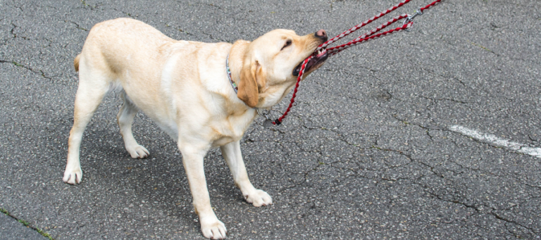 Ein Labrador zieht an seiner Leine.