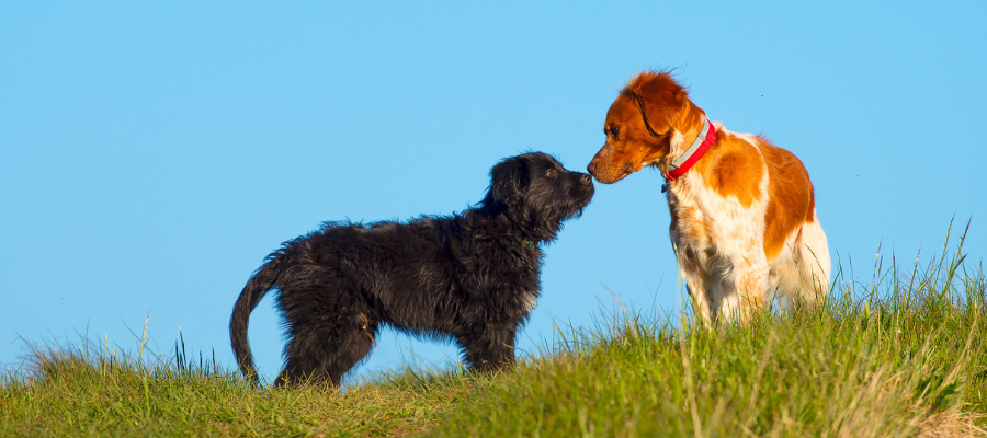 Ein erwachsener Hund und ein Welpe beschnüffeln sich.