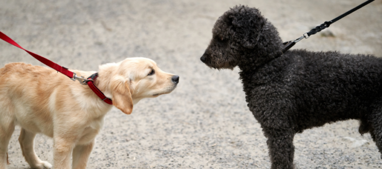 Zwei Hunde an der Leine beschnüffeln sich.