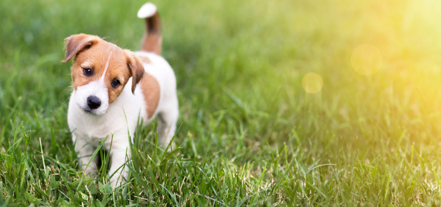 Sind Rentner Von Der Hundesteuer Befreit Die Hundesteuer: Alle wichtigen Informationen | wedog Blog