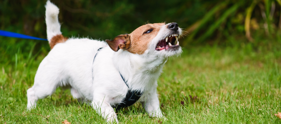 Ein angeleinter Hund reagiert aggressiv.