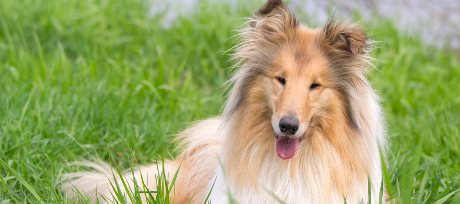 Ein Langhaar Collie liegt in einer Wiese.