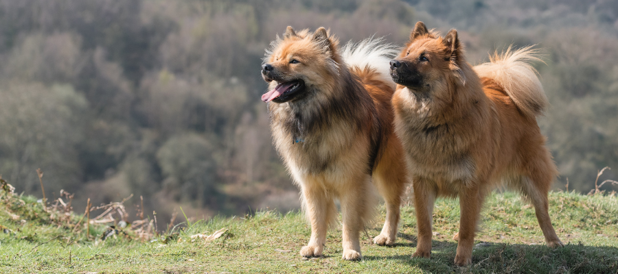 Zwei Eurasier stehen nebeneinander auf einer Wiese.