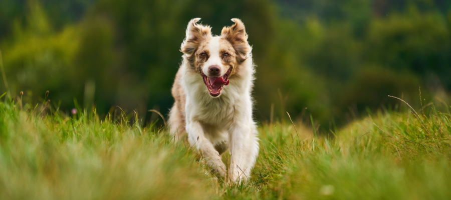 Ein Hund rennt über ein Feld.