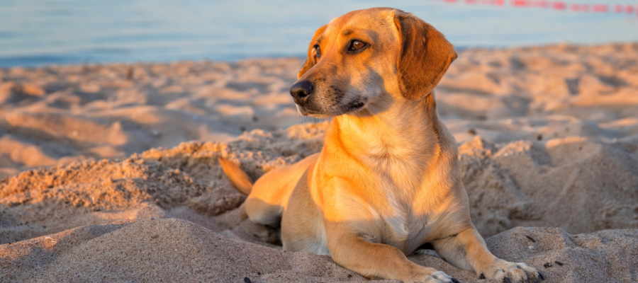 Ein Hund liegt an einem Strand.