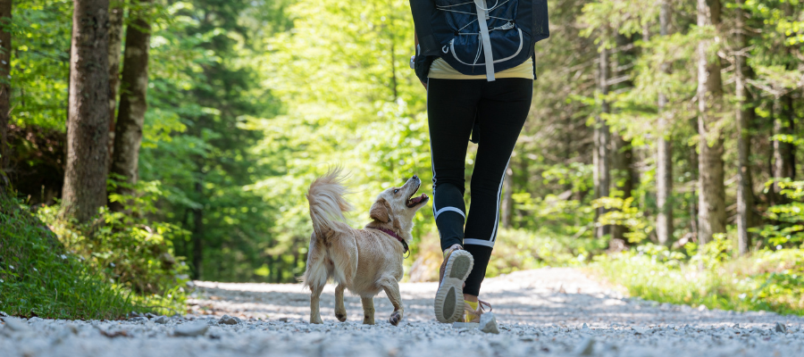 Ein Hund ist mit seiner/seinem Besitzer*in wandern.