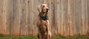 Ein Weimaraner sitzt vor einem Holzzaun.