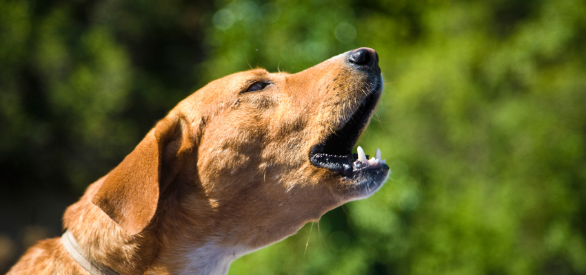 Damit du deinem Hund das Bellen abgewöhnen kannst, solltest du auch auf dein Verhalten achten.