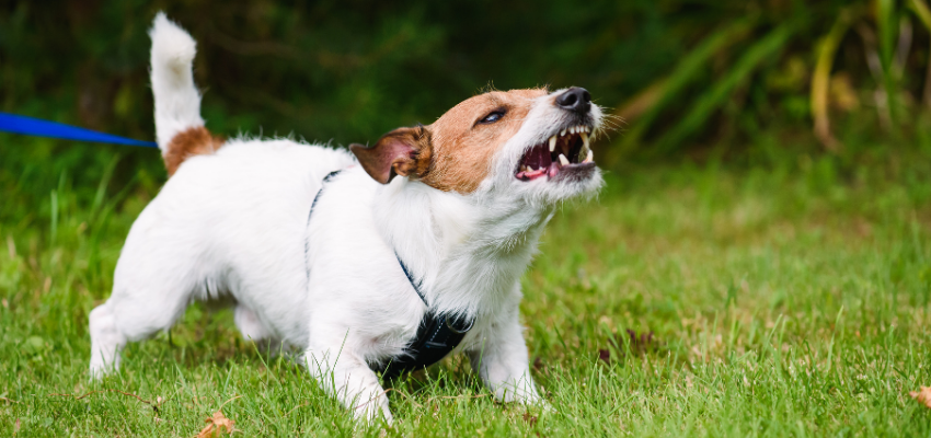 Das Training mit dem du deinem Hund das Bellen abgewöhnen kannst, ist abhängig von der Ursache des Bellens.