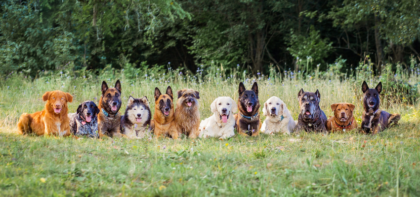 Zwölf Hunde liegen nebeneinander auf einer Wiese, darunter einige Schäferhunde und Golden Retriever.