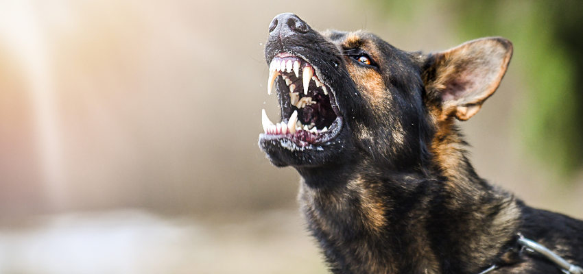 Ein Schäferhund zeigt Zähne.