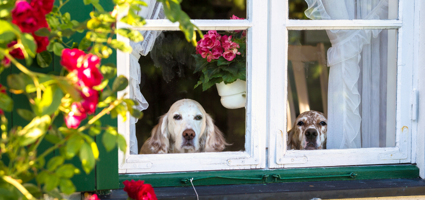 Hunde warten am Fenster auf ihr Herrchen oder Frauchen