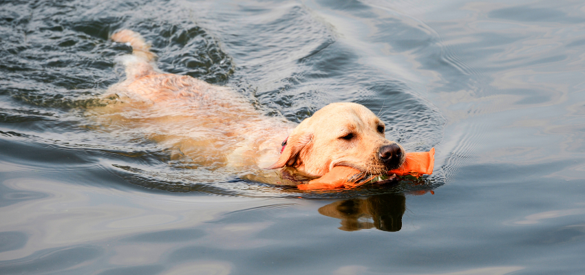 Hund beim Apportieren im Wasser 