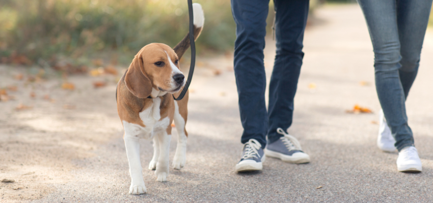 Zwei Menschen führen einen angeleinten Beagle spazieren.