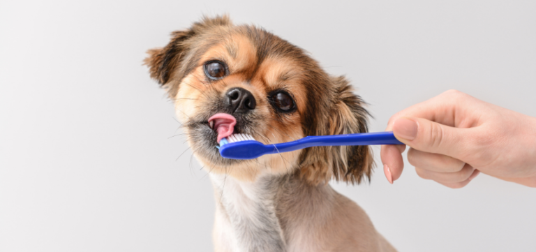 Ein Hund schleckt über eine Zahnbürste, die ihm vor die Nase gehalten wird.