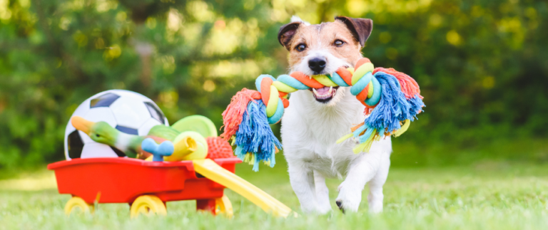 Ein Hund mit Spielzeug im Garten.