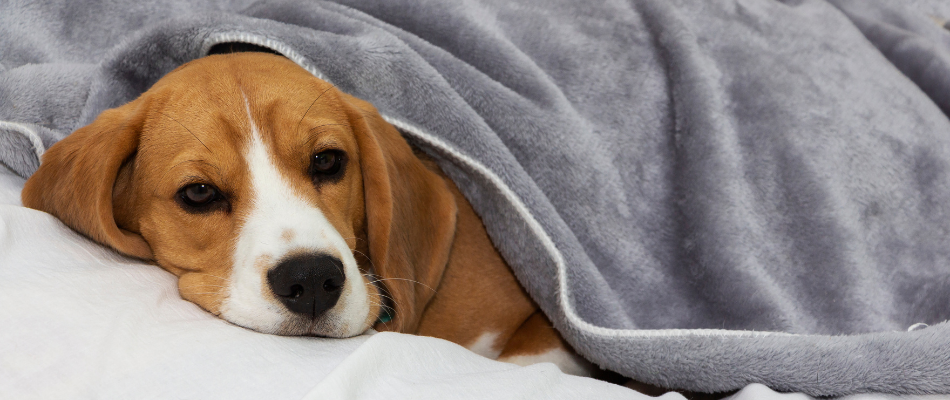 Ein Hund unter einer Decke